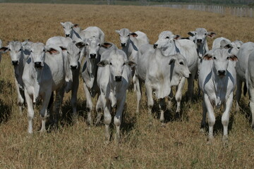 Pecu&aacute;ria, Bovinocultura, Nelore, Fazenda, Mato grosso, Cerrado, Brasil, corte, frigor&iacute;fico