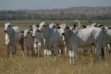 Pecuária, Bovinocultura, Nelore, Fazenda, Mato grosso, Cerrado, Brasil, corte, frigorífico