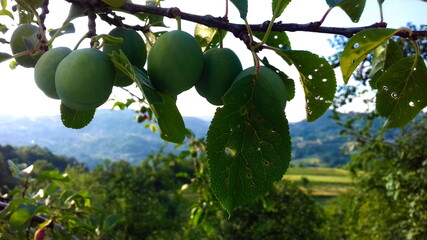 small young plums on a branch
