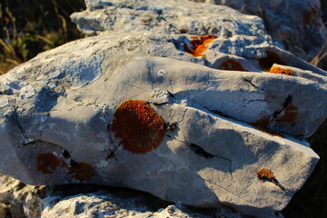 A stone with a colony of orange lichens.