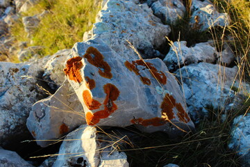 Stone covered with colonies of orange lichens.