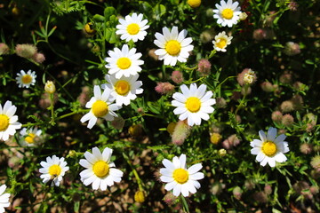 Fototapeta premium Beautiful daisy flowers. Lots of flowers.