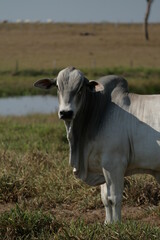 Pecuária, Bovinocultura, Nelore, Fazenda, Mato grosso, Cerrado, Brasil, corte, frigorífico