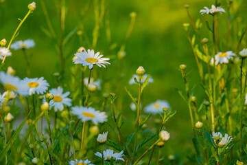 Selective focus on white daisy flowers on a green blurred background. Beautiful flowers on a summer day. Theme for postcards.