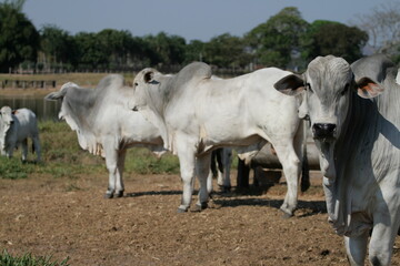 Pecu&aacute;ria, Bovinocultura, Nelore, Fazenda, Mato grosso, Cerrado, Brasil, corte, frigor&iacute;fico