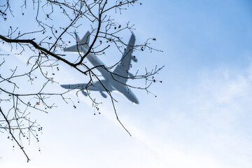 Airplane framed by tree