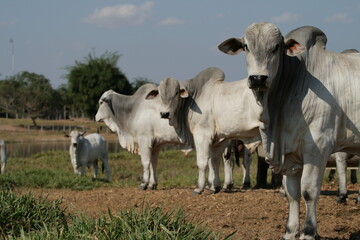 Pecuária, Bovinocultura, Nelore, Fazenda, Mato grosso, Cerrado, Brasil, corte, frigorífico