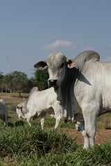 Pecuária, Bovinocultura, Nelore, Fazenda, Mato grosso, Cerrado, Brasil, corte, frigorífico