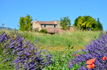 Fototapeta na wymiar Lavender field in Provence, France, closeup of blooming purple flowers, red poppies, blurred farmhouse in background, summer day