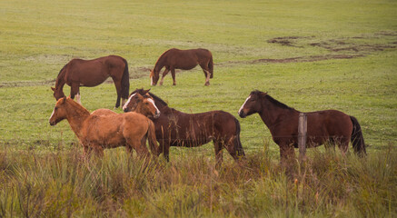 Obraz premium Creole horses in pasture field in winter morning and intense cold
