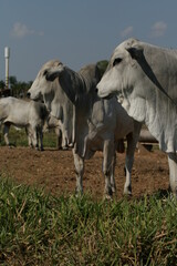 Obraz premium Pecuária, Bovinocultura, Nelore, Fazenda, Mato grosso, Cerrado, Brasil, corte, frigorífico