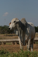 Pecu&aacute;ria, Bovinocultura, Nelore, Fazenda, Mato grosso, Cerrado, Brasil, corte, frigor&iacute;fico