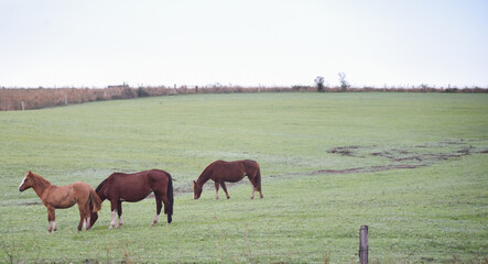 Fototapeta na wymiar Creole horses in pasture field in winter morning and intense cold
