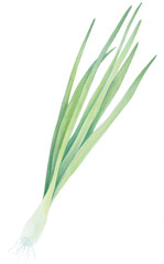 Fresh Spring Green onion isolated on the background. Watercolor realistic botanical art. Hand drawn illustration. For logo, packaging, print, organic food, market store market, diet menu
