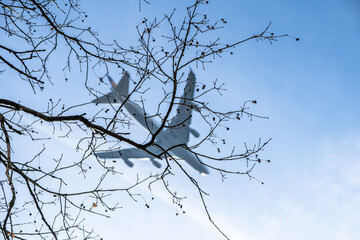 Airplane framed by tree