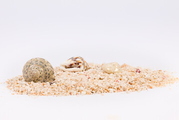 Nahaufnahme von einem Häufchen Meeressand mit kleinen und großen Muschel isoliert vor weißem Hintergrund