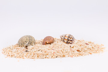 Nahaufnahme von einem Häufchen Meeressand mit kleinen und großen Muschel isoliert vor weißem Hintergrund