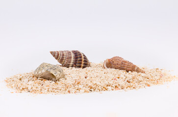 Nahaufnahme von einem Häufchen Meeressand mit kleinen und großen Muschel isoliert vor weißem Hintergrund