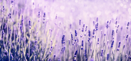 Purple lavender flower in field. Summer scenic landscape banner design.