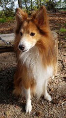 Beautiful Shetland Sheepdog or Sheltie

I