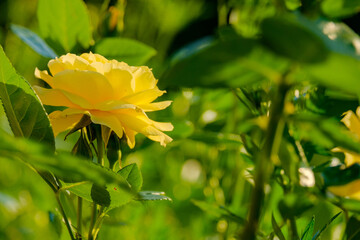Selective focus on a blooming yellow rose bud. Summer sunny day. Blurred green background. Theme for postcards. Copy space.