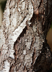 natural brown wood texture with cracks