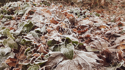 The first frost covered the forest leaves with frost.