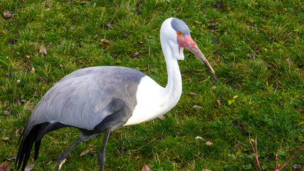 Wattled Crane walks along the grass and picks food.