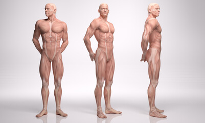 3D Render :a  standing male body illustration with muscle tissues display