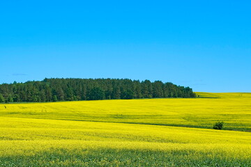 Bright yellow field and clear blue sky, natural lighting and a warm summer day