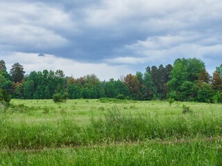 Forest clearing after rain, bright green color, dark clouds