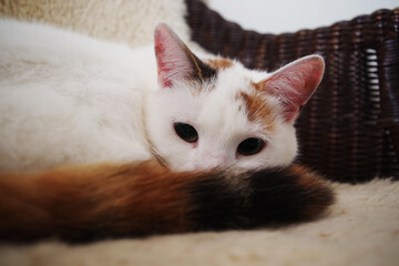 Fototapeta na wymiar Turkish Van Cat portrait. Turkish Van cat is lying on a chair. Cat breed