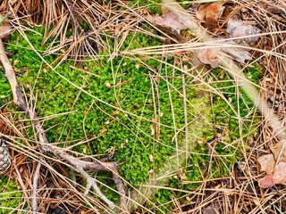 A fragment of bright green moss in a coniferous forest, natural lighting