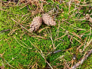 Close-up of green moss, pine cones and needles, bright day
