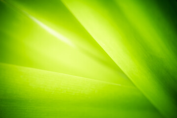 Concept nature of green leaf on blurred bokeh with copy space using as background natural, abstract background, greenery background, fresh wallpaper.