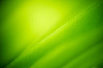 Concept nature of green leaf on blurred bokeh with copy space using as background natural, abstract background, greenery background, fresh wallpaper.