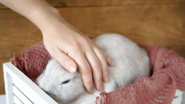 Woman's Hand Stroking Decorative Rabbit in Wooden Box on A Plaid. Domestic Animals Video