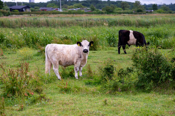 White galloway cow heifer is looking straight at the camera while a belted galloway is grazing in the background
