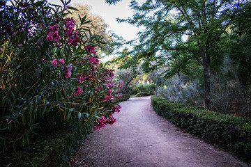 Camino con flores rosadas 