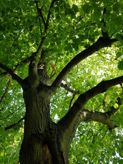 Fototapeta na wymiar Beautiful green tree. Tree trunk view from bottom.