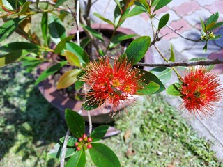 Red golden penda flower (Xanthostemon chrysanthus