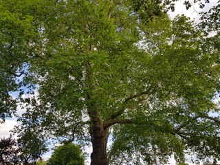 Lush green foliage of tree and clear sky in a forest. Beautiful green tree.