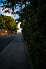 Calle llena de naturaleza verde 