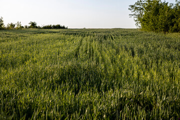 Landscape meadows under a sky with beautiful clouds