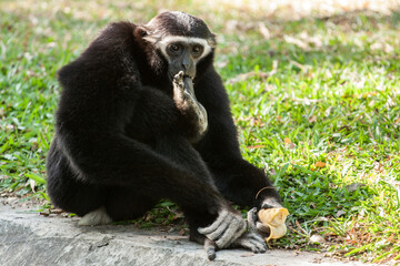 Black Gibbon in the Zoo