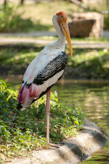 Flamingo Bird in the Zoo