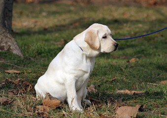 yellow labrador in the park