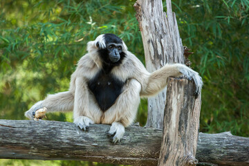 Gibbon on the tree
