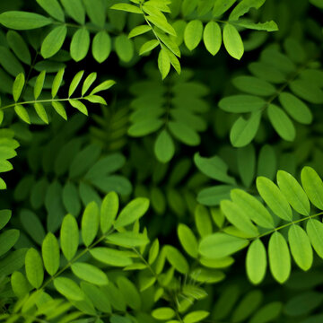 Nature Background, Indigofera tree, Indigo (Karm) in the garden from Thailand