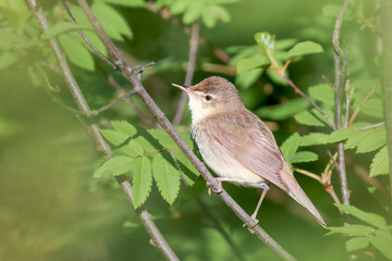 Blyth’s Reed Warbler